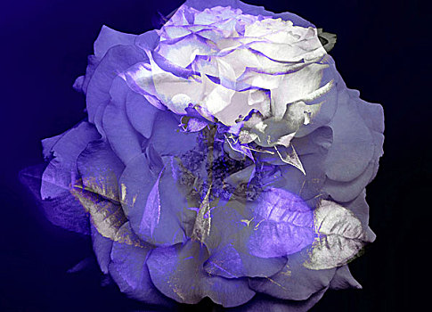 白色蔷薇,紫色,黑色背景