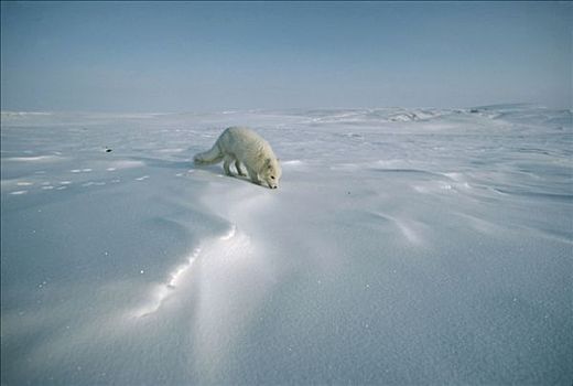 北极狐,宽阔,雪景,艾利斯摩尔岛,加拿大