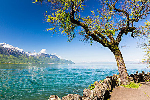 柳树,山,日内瓦湖,沃州,瑞士