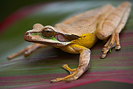 树蛙,哥斯达黎加
