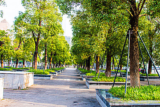 广州天河体育中心广场两侧绿油油的香樟树
