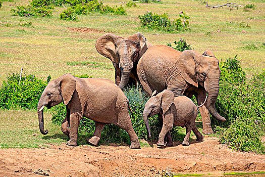 非洲象,群,幼兽,阿多大象国家公园,东开普省,南非,非洲