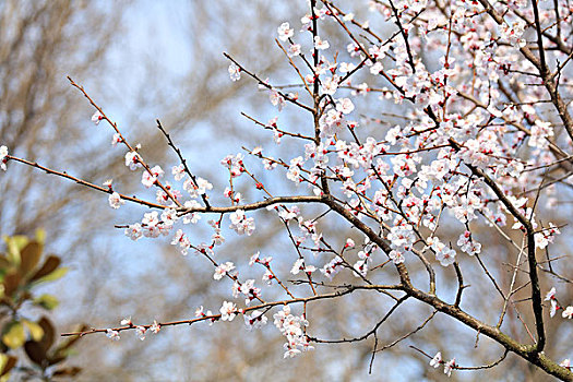 杏花,杏树