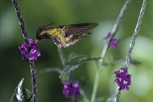 妩媚,蜂鸟,进食,授粉,花,山谷,蒙特维多云雾森林自然保护区,哥斯达黎加