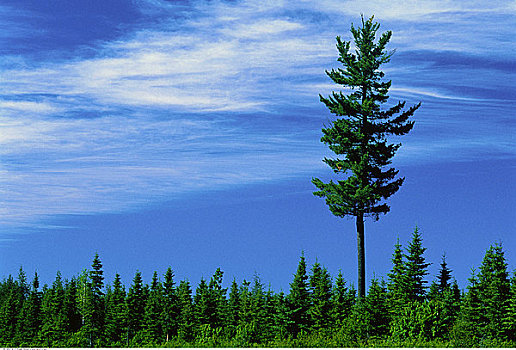 高,树,蓝天,新布兰斯维克,加拿大
