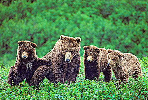 棕熊,母兽,一岁,幼兽,沿岸,阿拉斯加