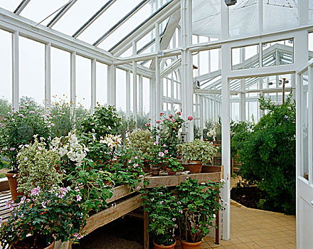选择,盆栽,天竺葵,植物,架子,温室