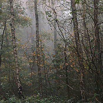 走,秋日树林,雾,十月