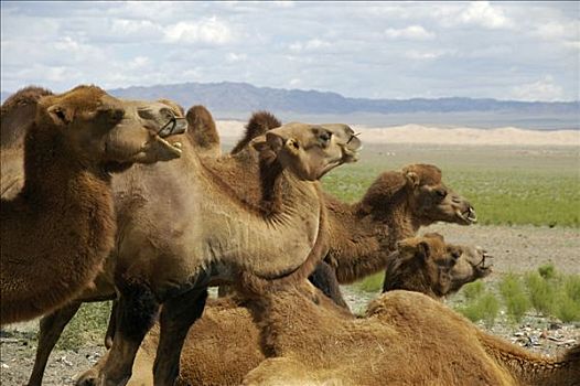 牧群,骆驼,戈壁沙漠,国家公园,蒙古