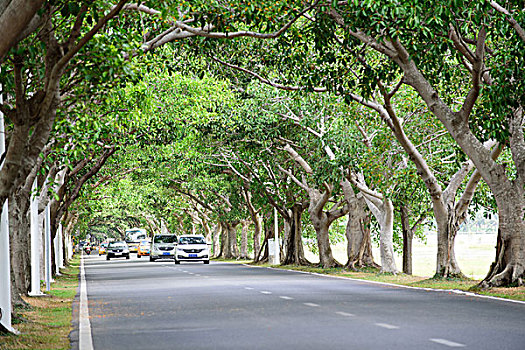 三亚湾林荫道路