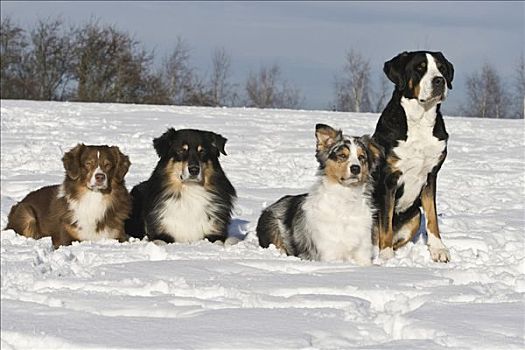 三个,澳大利亚牧羊犬,瑞士,山,狗,靠近,雪地