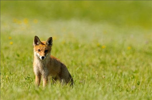 红狐,狐属,坐,草地