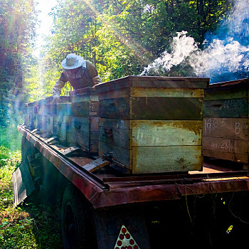 养蜂人,工作,蜂巢,农场,巴什科尔托斯坦,俄罗斯
