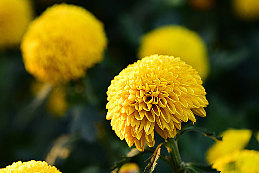 黄色大丽花菊花