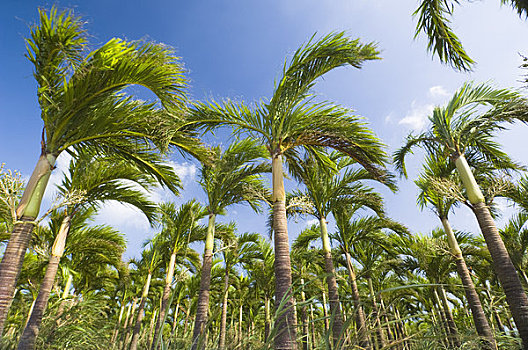 棕榈树,种植园,石垣岛,冲绳,日本
