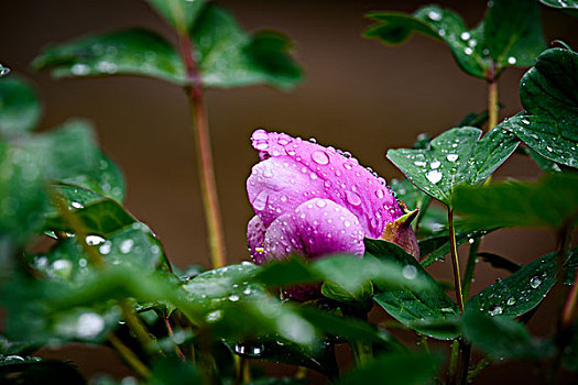 雨中的牡丹花