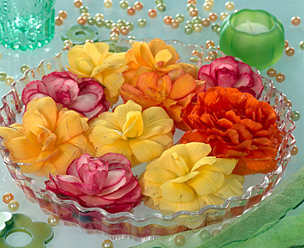 秋海棠,花,玻璃碗