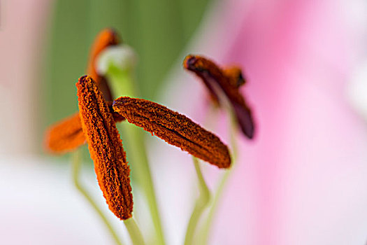 百合花,花蕊微距摄影