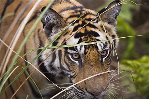 孟加拉虎,虎,老,幼小,后面,草,早晨,干燥,季节,班德哈维夫国家公园,印度
