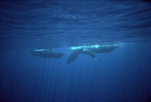 抹香鲸,交际,群,水面,斯里兰卡