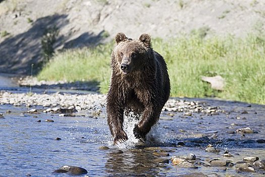 棕熊,走,溪流,蒙大拿,美国