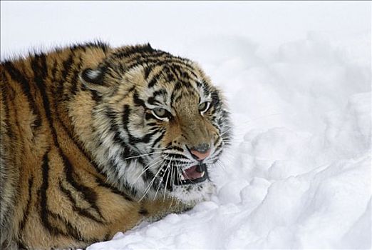 西伯利亚虎,东北虎,咆哮,雪中,东北虎园,哈尔滨