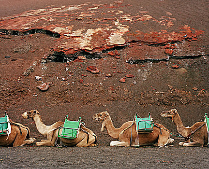 骆驼,等待,旅游