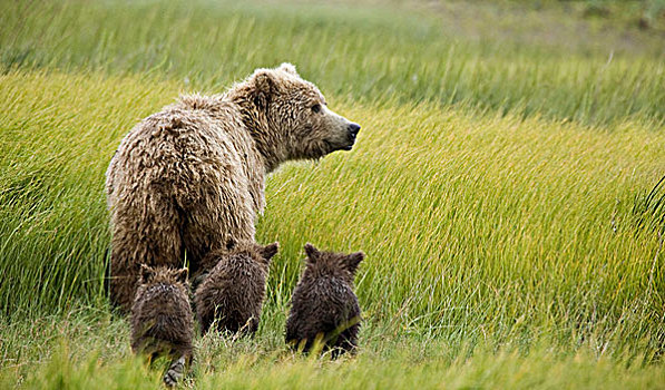 美国,阿拉斯加,克拉克湖,国家公园,大灰熊,母熊,三个,幼兽