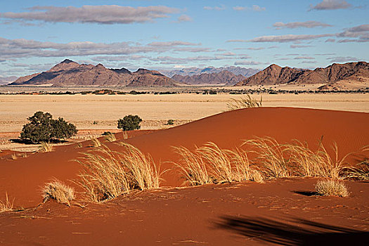 沙丘,草地,骆驼,刺,树,塞斯瑞姆,露营,山,纳米布沙漠,纳米比沙漠,公园,纳米比亚,非洲