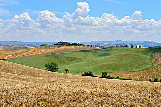 丘陵地貌,玉米田,农场,靠近,穆洛,锡耶纳省,托斯卡纳,意大利,欧洲