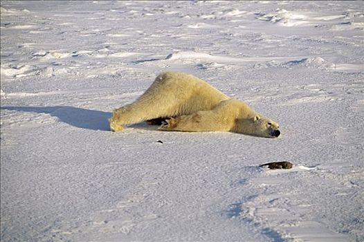 北极熊,躺着,雪,丘吉尔市,曼尼托巴,加拿大,苔原,成年