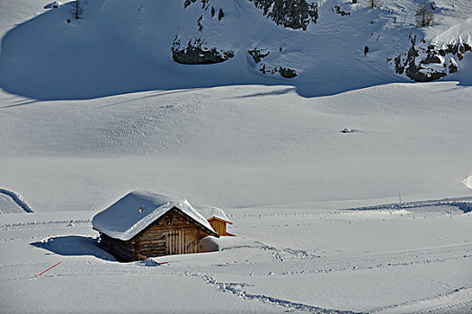 自然,冬季风景,树,初雪