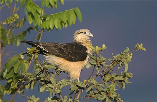 长腿兀鹰,栖息,树上,栖息地,巴西