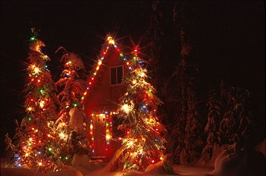 阿拉斯加,圣诞灯光,树,冬天,夜晚,暗色,彩色,雪