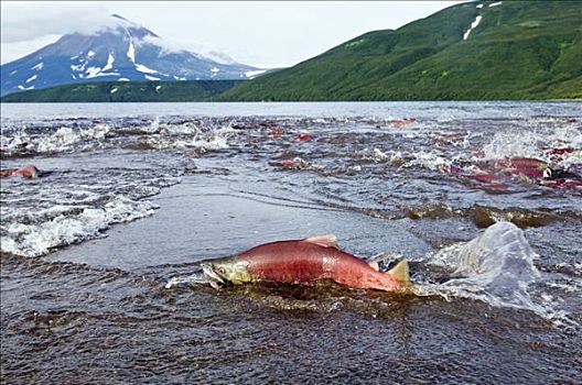 红大马哈鱼,红鲑鱼,死亡,卵,堪察加半岛,俄罗斯