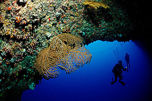潜水,蓝色,洞,洞穴,贝劳,密克罗尼西亚,太平洋