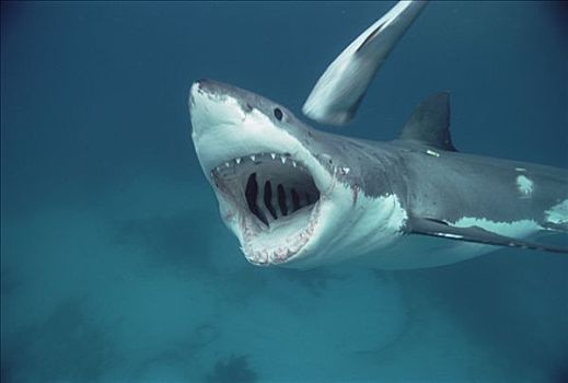 大白鲨,沙鲨属,岛屿,澳洲南部