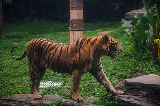 野生动物园里户外自由活动的东北老虎