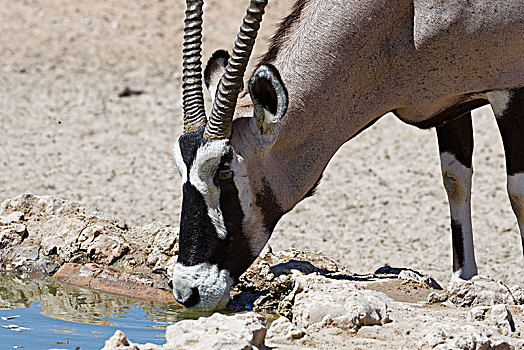 南非大羚羊,羚羊,喝,水坑,卡拉哈迪大羚羊国家公园,北开普,南非,非洲