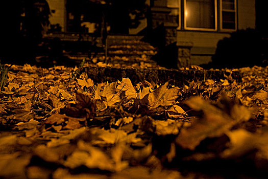 秋叶,地板,夜晚