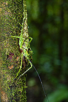 保护色,蝗虫,低地,雨林,国家公园,哥斯达黎加,中美洲
