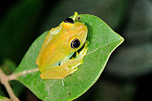 绿树蛙,自然保护区,马达加斯加,非洲