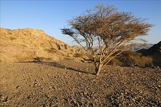 刺槐,荒漠景观,哈迦,加尔比,山峦,区域,阿曼苏丹国,阿拉伯,中东