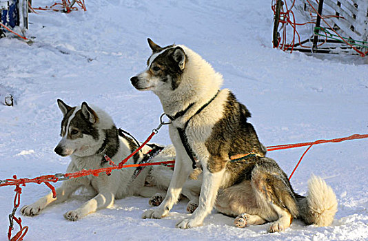驯服,狗,西伯利亚,哈士奇犬,两个,成年人,雪撬,团队,雪,拉普兰,芬兰,欧洲