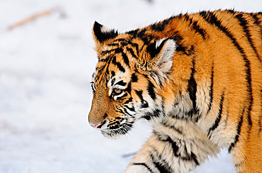 西伯利亚虎,东北虎,幼兽,冬天,时间,动物园,德国