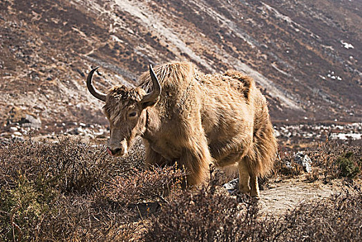 孤单,牦牛,户外,珠穆朗玛峰,区域,尼泊尔