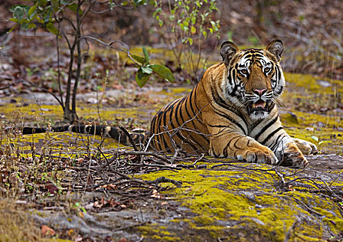 孟加拉虎,虎,休息,班德哈维夫国家公园,中央邦,印度