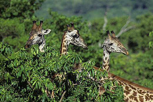 坦桑尼亚,大裂谷,马萨伊,长颈鹿,树