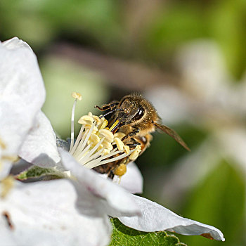 特写,蜜蜂,樱花