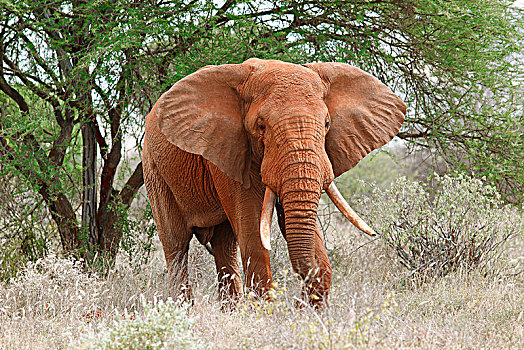 非洲,灌木,大象,非洲象,雄性动物,遮盖,红色,沙子,西察沃国家公园,肯尼亚